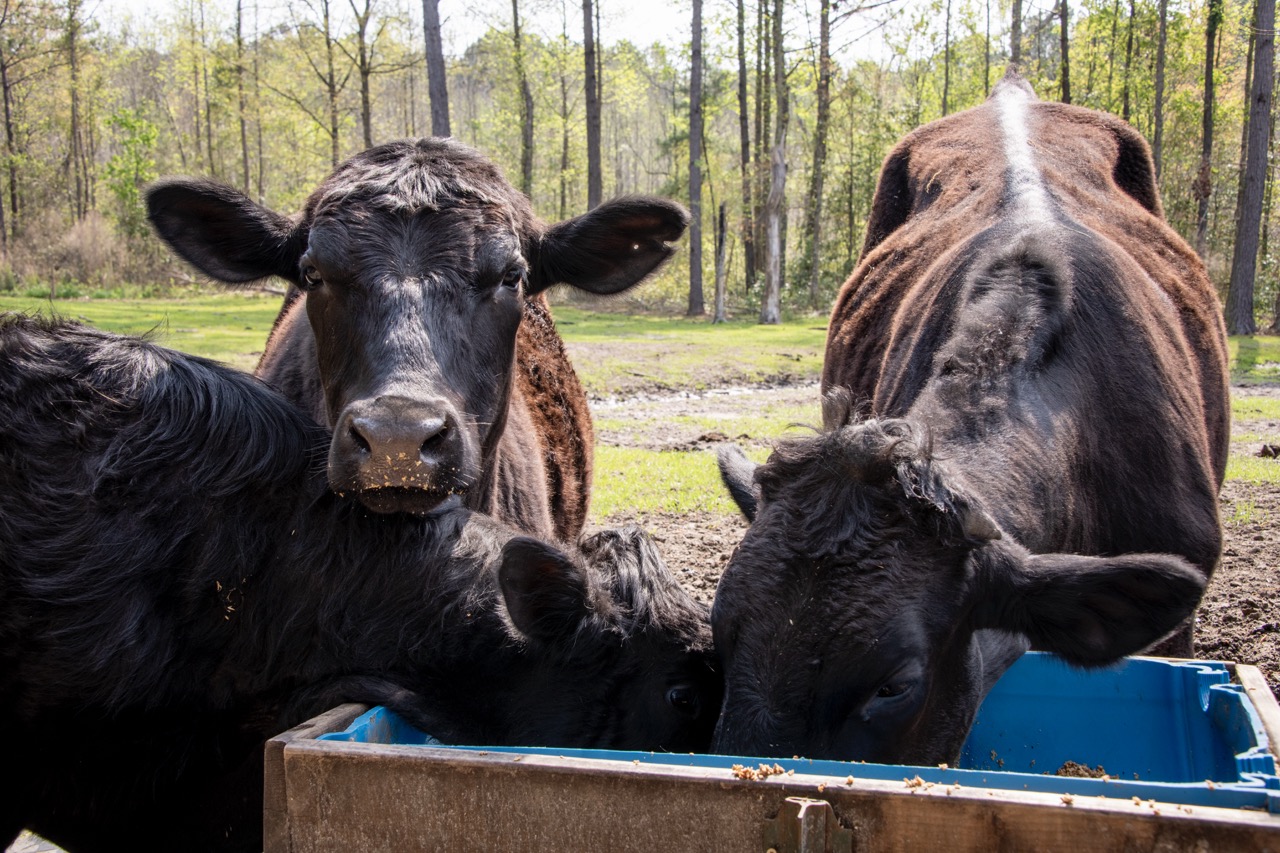dark brown cows are eating a trough. One is starting straigh in the camera