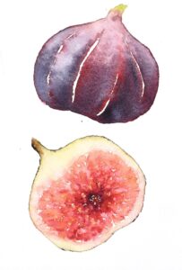 watercolor of figs