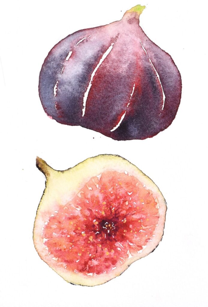 watercolor of figs