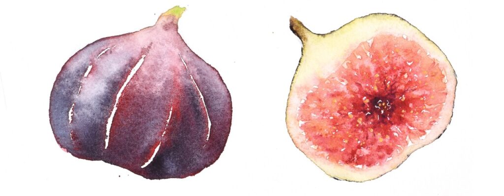 water color of two different kinds of figs