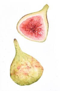watercolor of figs