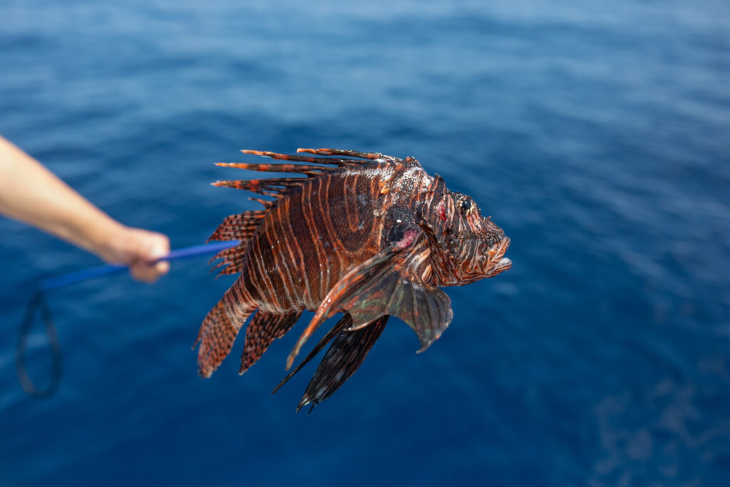 A lionfish hangs on a spe