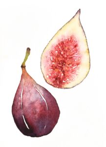 watercolor of figs