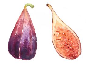 watercolor of figs