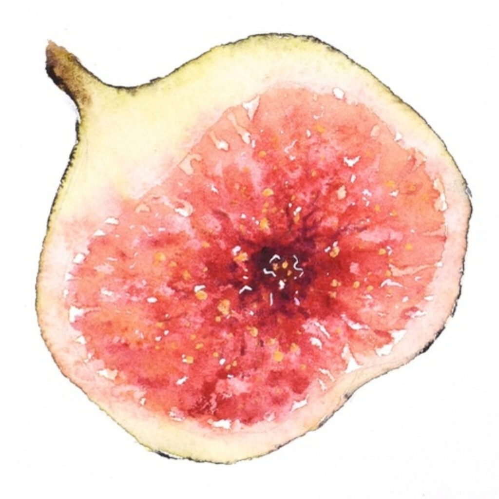 water. color of the pink inside of a fig