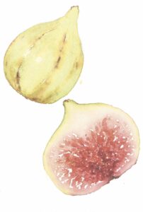 watercolor of figs