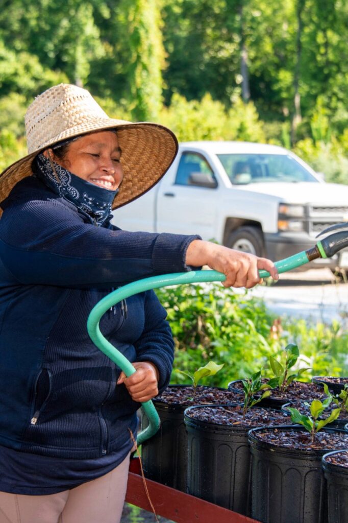 woman in sun hat watering plants